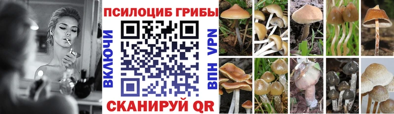 Галлюциногенные грибы Psilocybine cubensis  Новоалександровск 